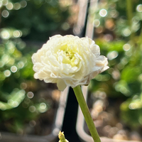 Ranunculus alpestris 'Flore pleno'